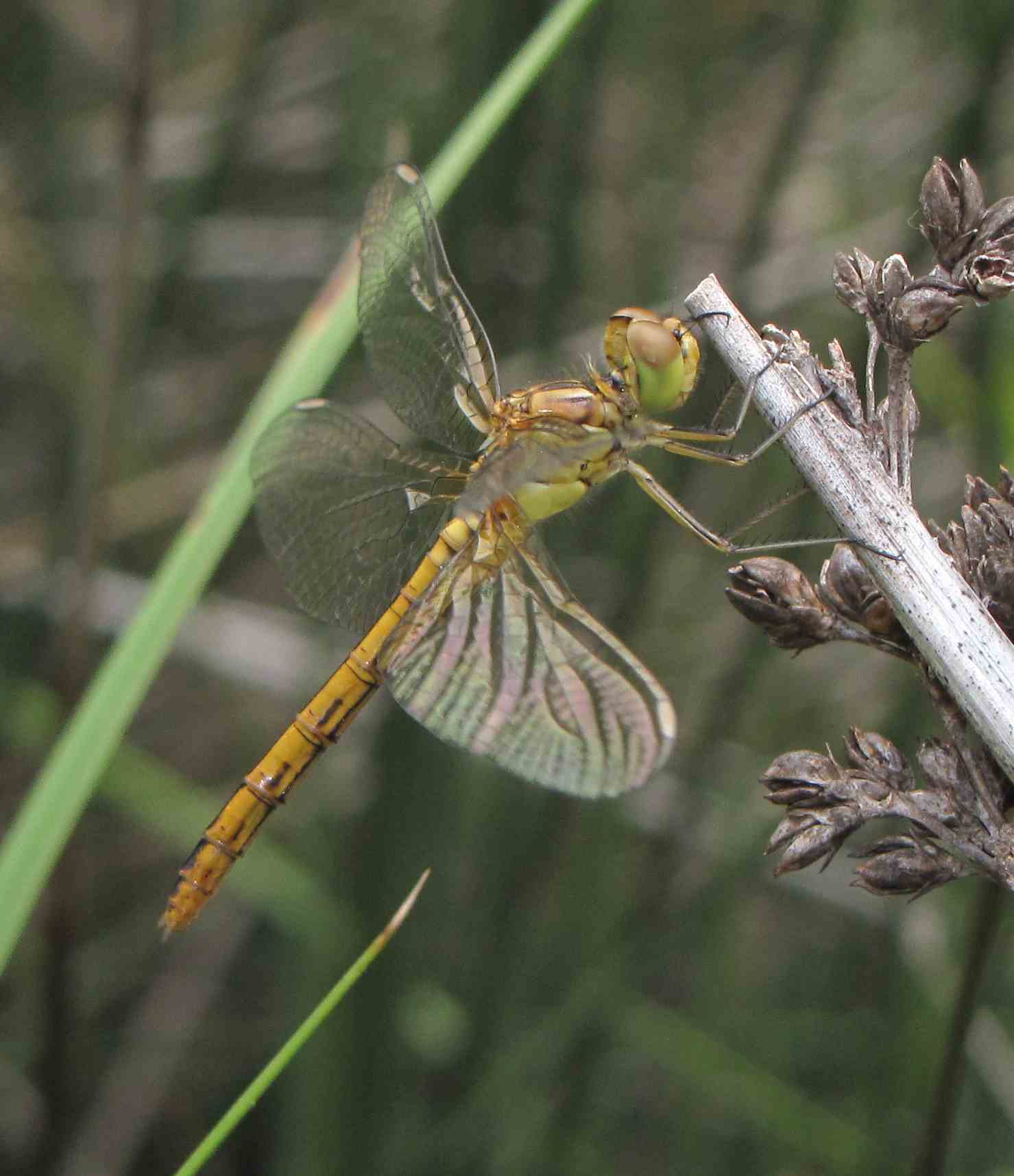 sympetrum